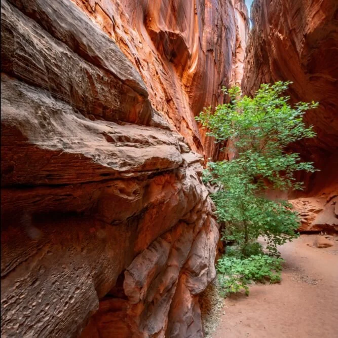 "The Vision" and the Withdrawal Process