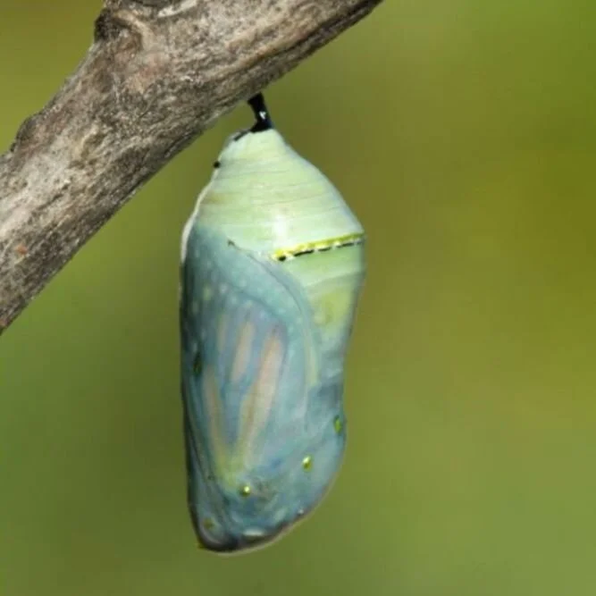 My Personal Story of Becoming a Holistic Psychiatrist