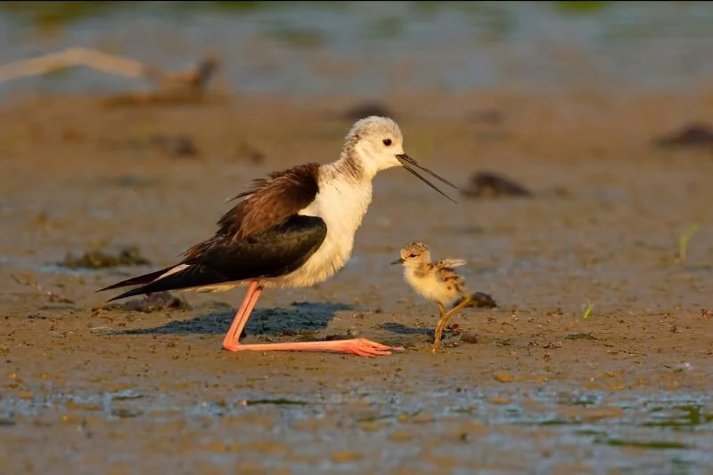 Taking Children Off Antipsychotics Holistically