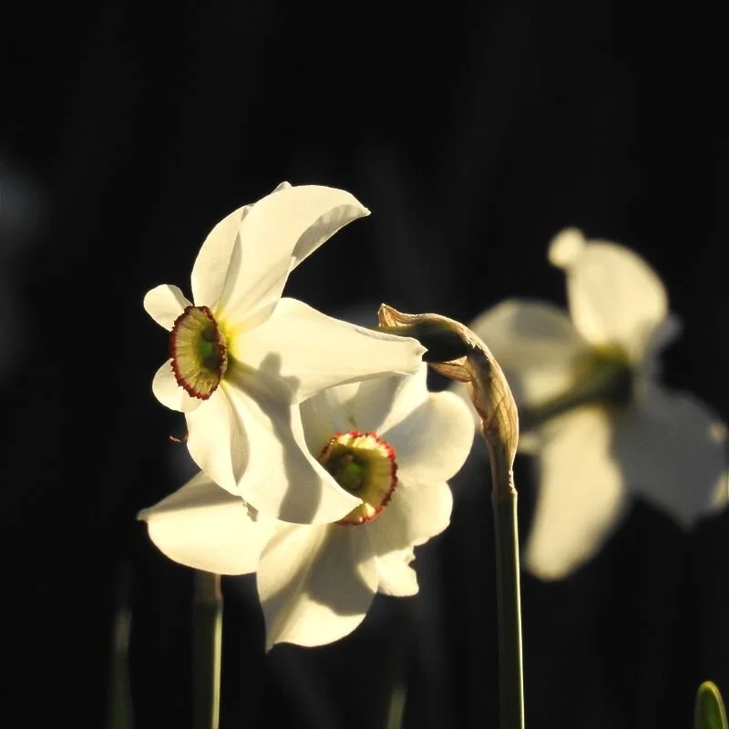 Does Our Subconscious Listen to Us?