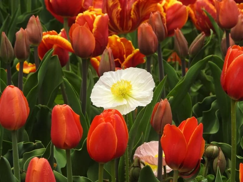 How the Infinite Intention Technique is Uniquely Effective