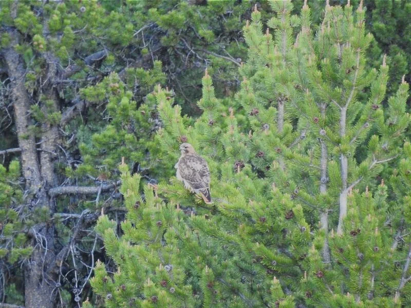 Spiritual Influences on the Mind