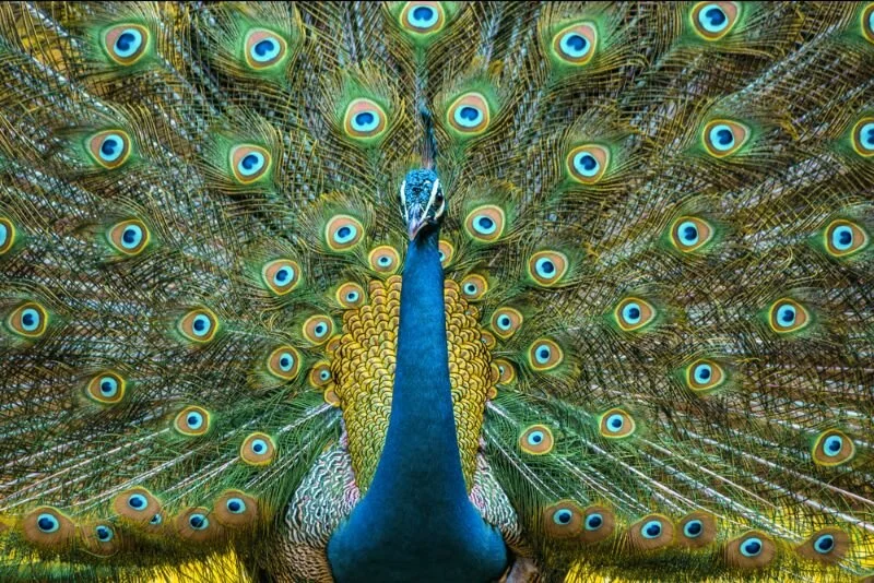 Psychiatry's Delusions