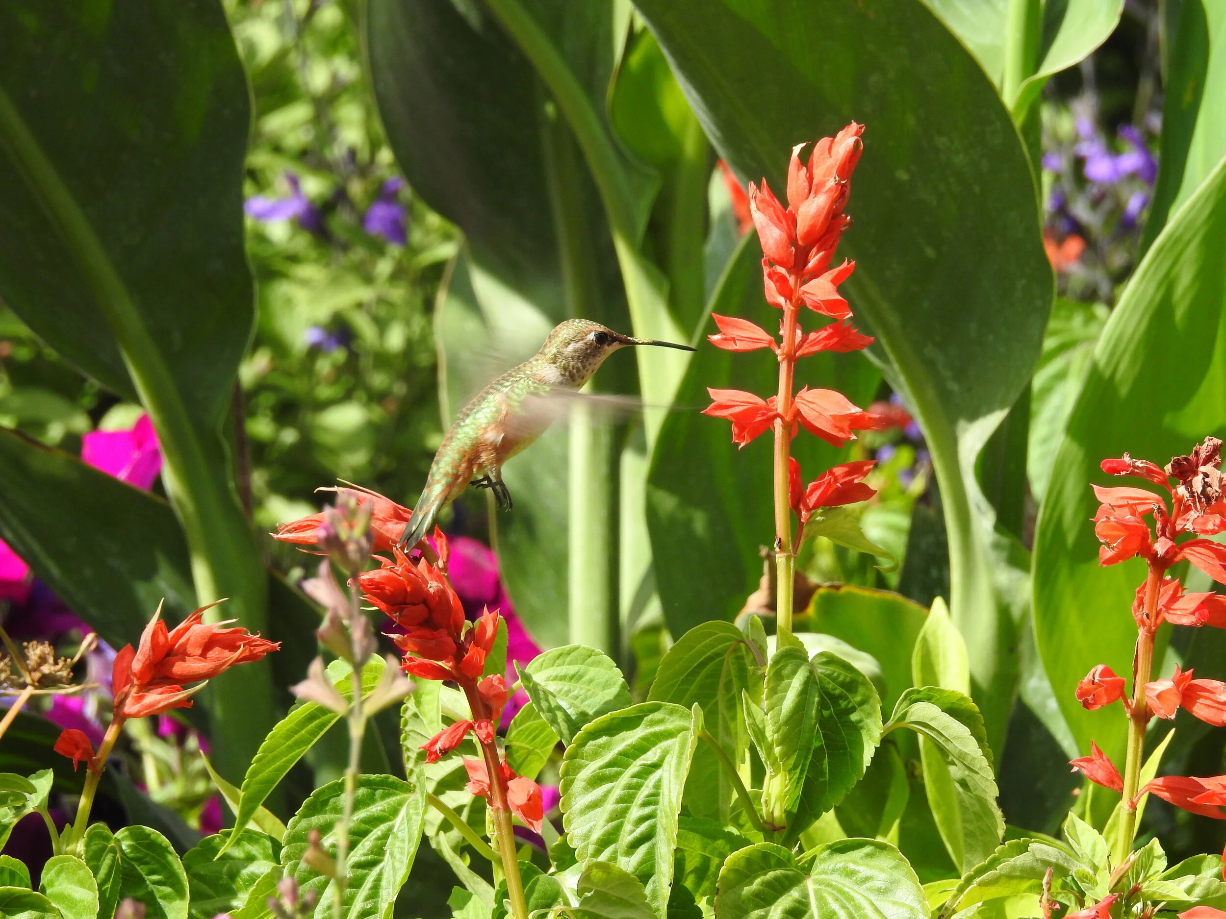 Hummingbird, Lehi, Utah (Ashton Gardens)