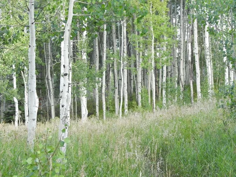 Return of the Ugly Duckling