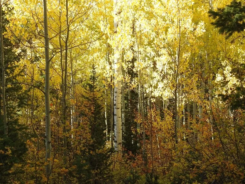 How to Pick Magic Wands Over Black Holes