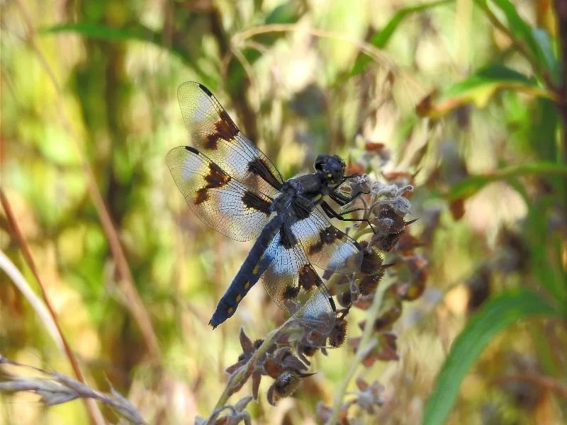 The Most Important Factor for Fastest Recovery