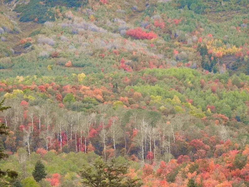 Exercise with Whole Body Vibration (WBV) As Fun as Getting a Massage