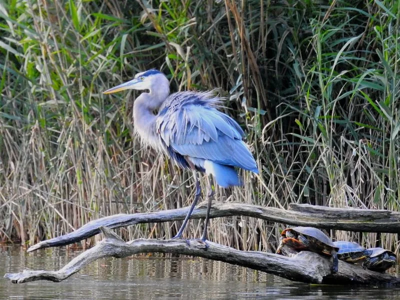 Healing Two Top Causes of Mental Illness