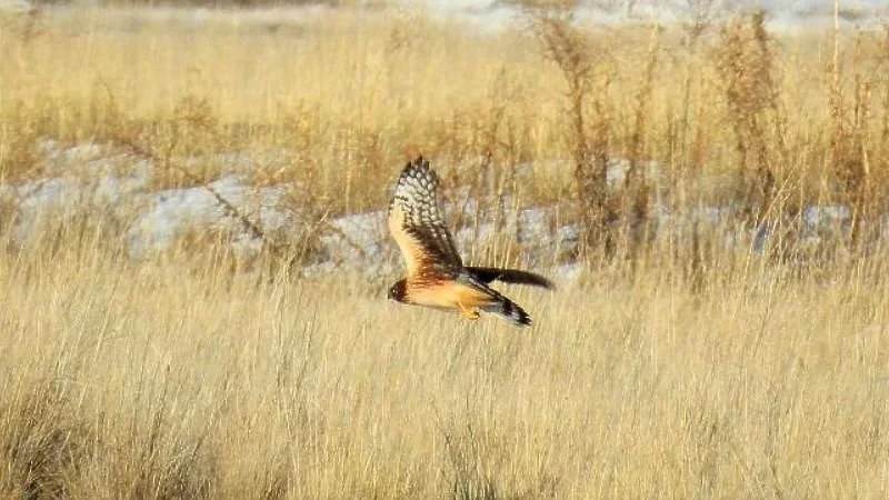 Energy Techniques: Critical Decisions on Dosing