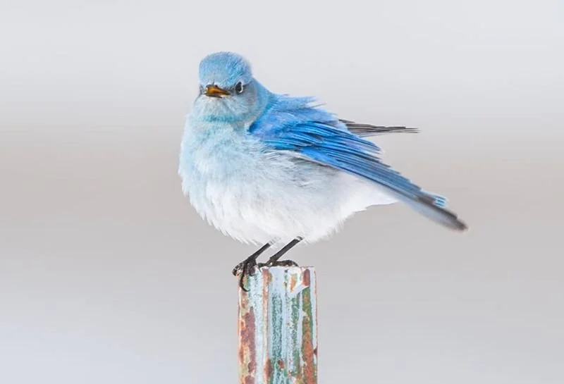 Is Trimethylglycine (TMG) the Same as Betaine HCl?