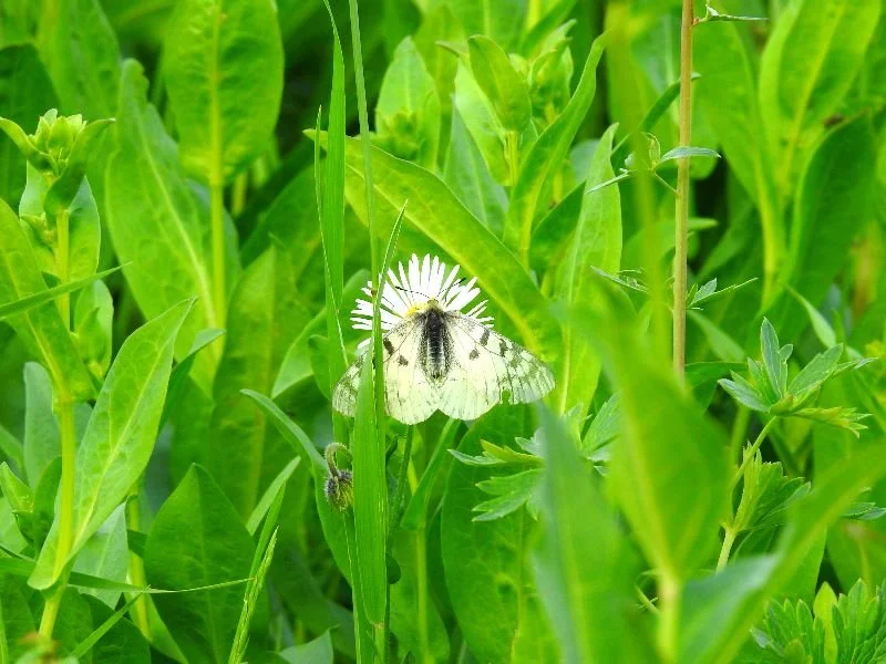 To Forgive or to Forget?