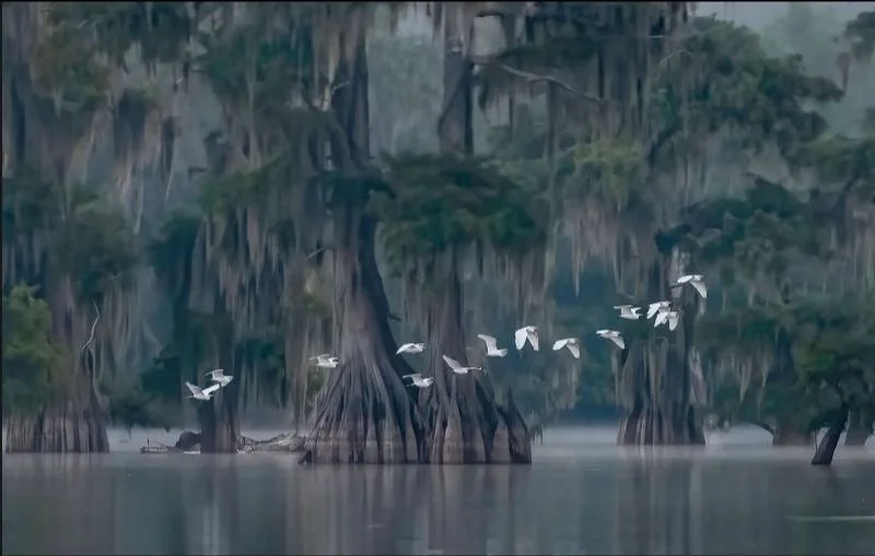 Holistic Interventions for Cannabis-Induced Psychosis