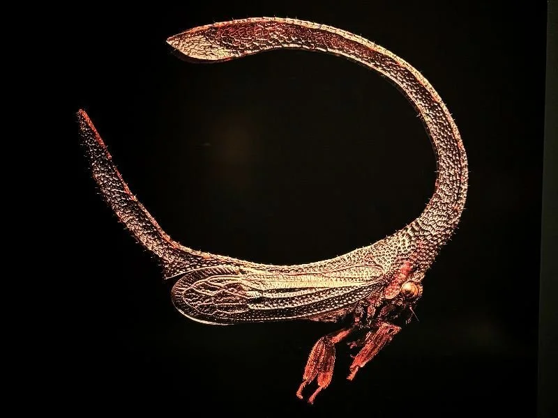 Beyond the Carousel of Medications and Mainstream Narratives