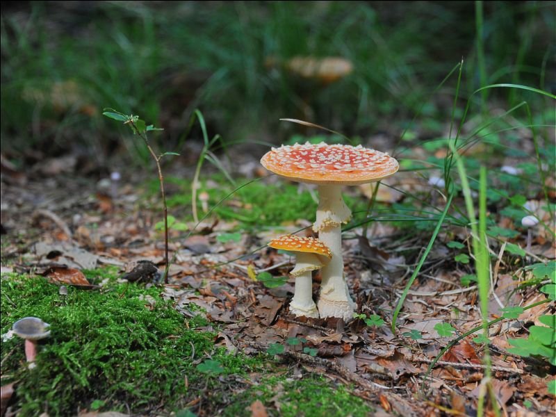 The Hidden Neurotransmitter System