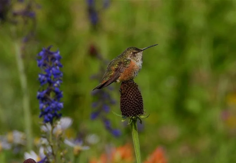 Exploring Amanda’s Easy Withdrawal from Three Psychiatric Medications