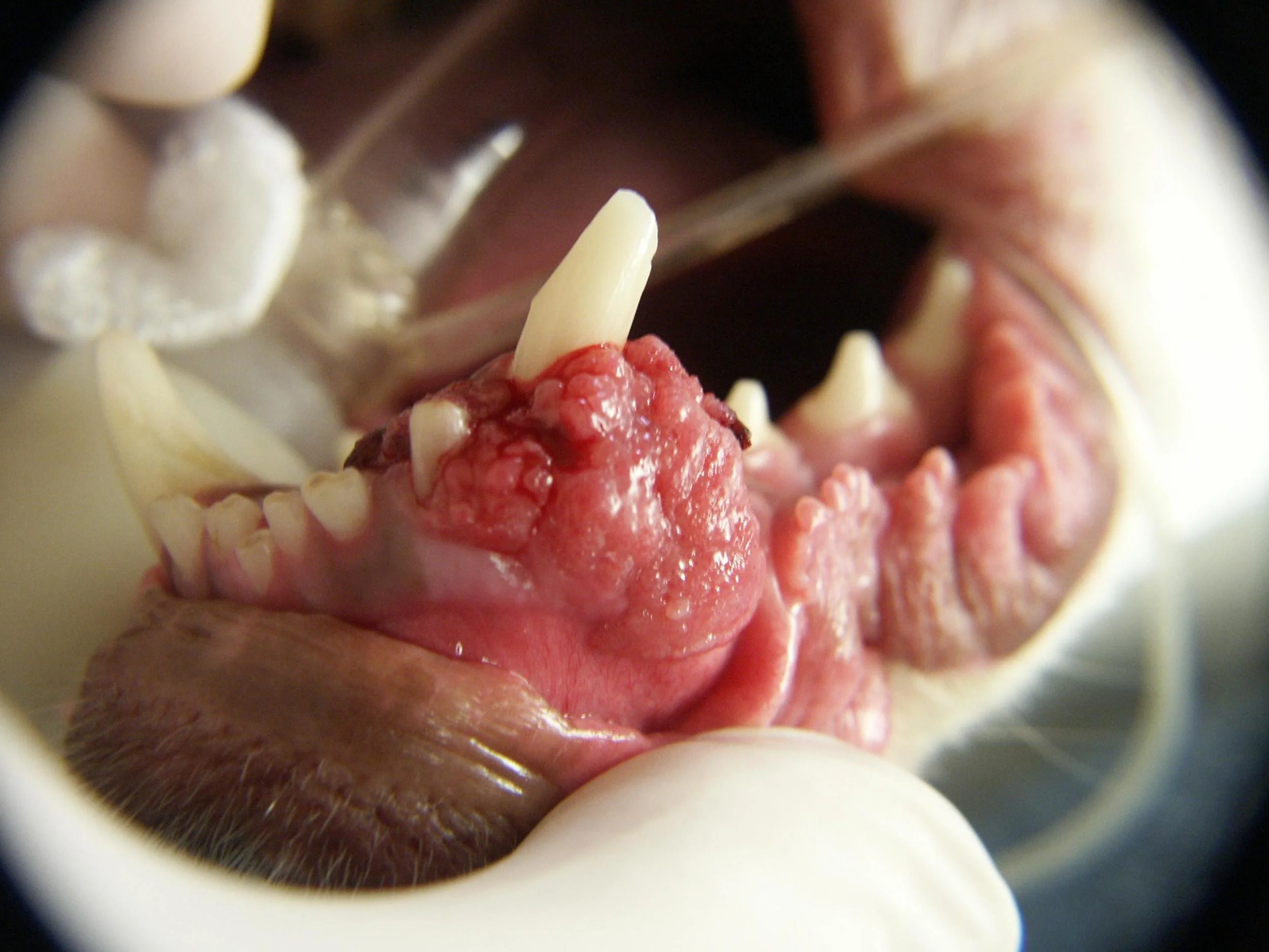 This is a Squamous Cell Carcinoma in a dog.