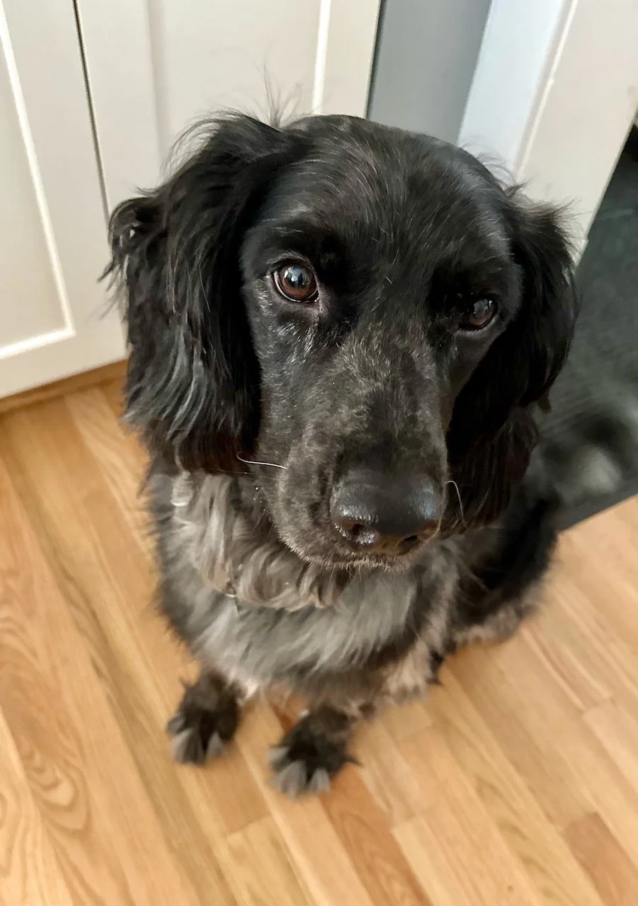Cosmo the therapy dog at The Center for Family Well-Being in DC: Friendly black spaniel mix looking at camera