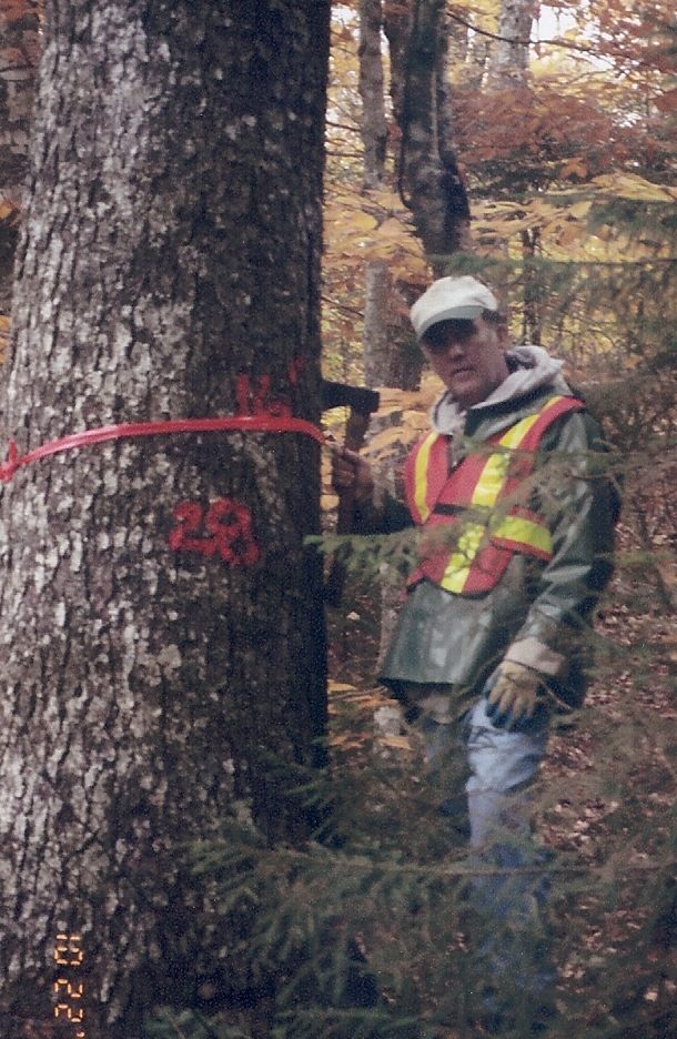 Standing Red Spruce