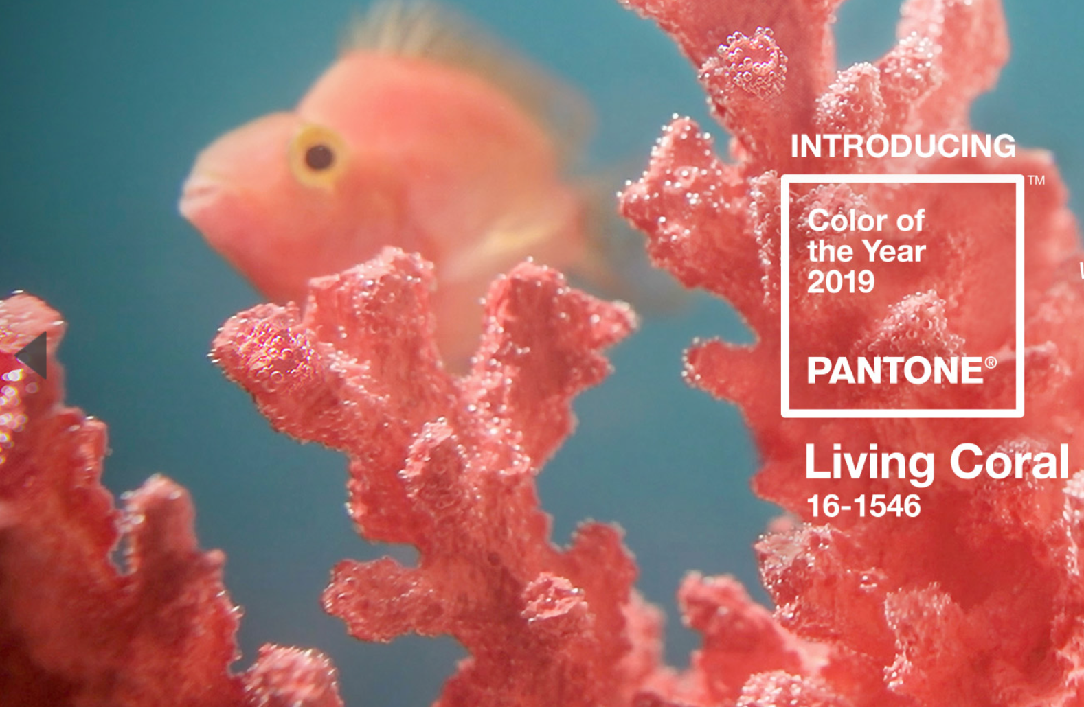 Pantone Announces Color of the Year 2019