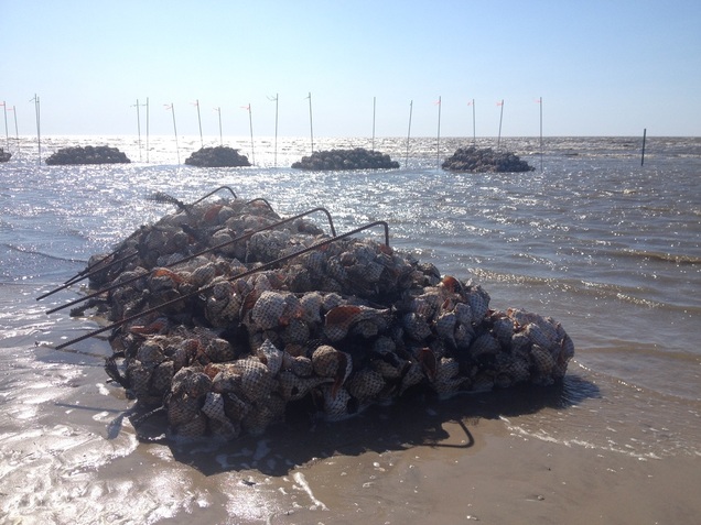 South Reeds Beach oyster reef April 2015.