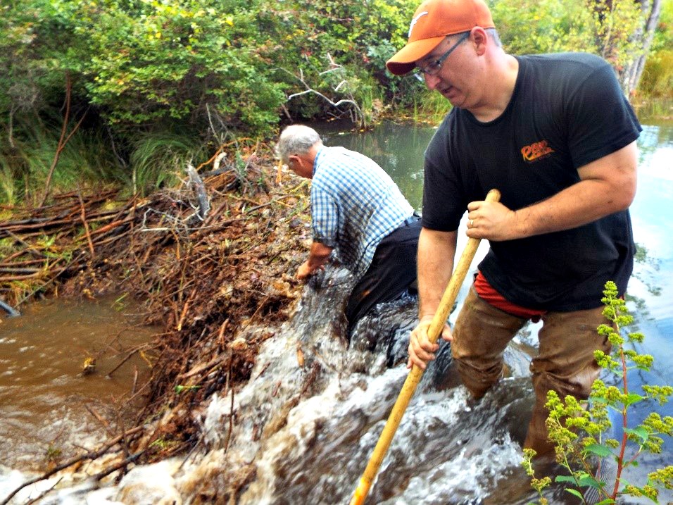 Robert Hughes, EPCAMR Executive Director and Jim Wetzel, from Weatherly Borough Planning Commission, remvoing one of several beaver dams on an AMD impacted stretch of the Hazlebrook Creek in the Upper Lehigh River portion of the Delaware River. The stream is impacted by high levels of aluminum and acidity (which gives the stream color a clear look with a hint of gray) and has issues with flooding around several active railroad lines that cross it due to the flashy nature of the underground mine pool in this area of the watershed that is currently being monitored by many partners in the watershed