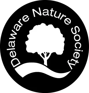 DNS Logo.jpg