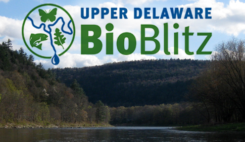 bioblitz.png