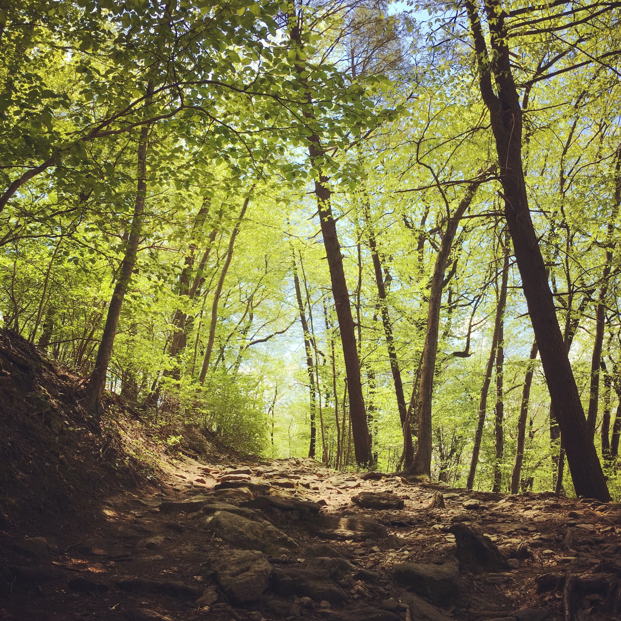 treesofwiss.jpg