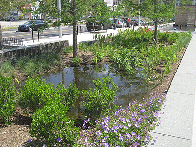 Rain-Garden.gif