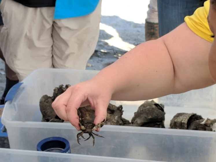 American Littoral Society hosted a field trip that taught attendees about oyster reef restoration taking place in the Delaware Bay.