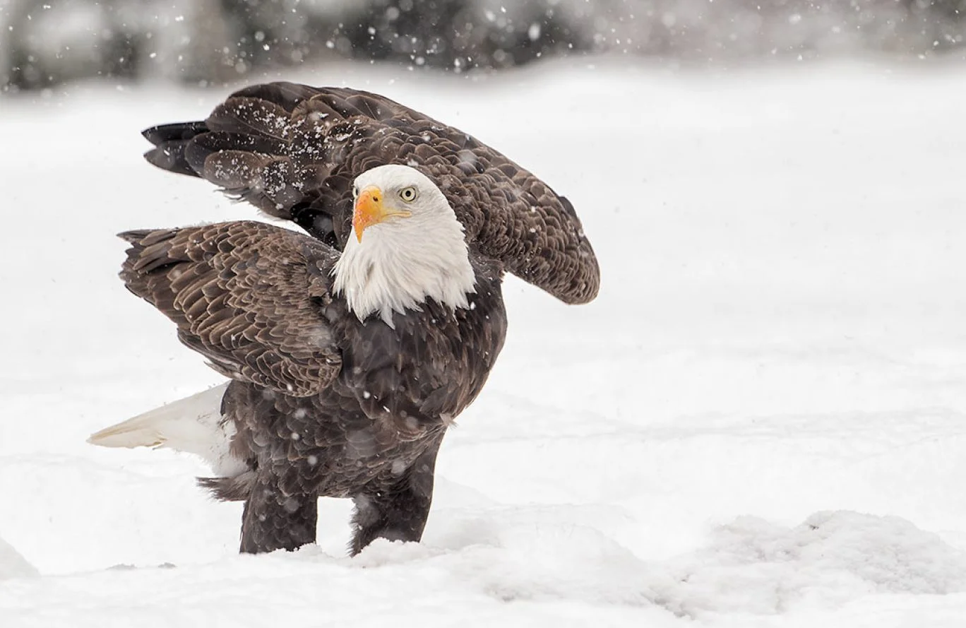 Photo credit: Stephen Davis