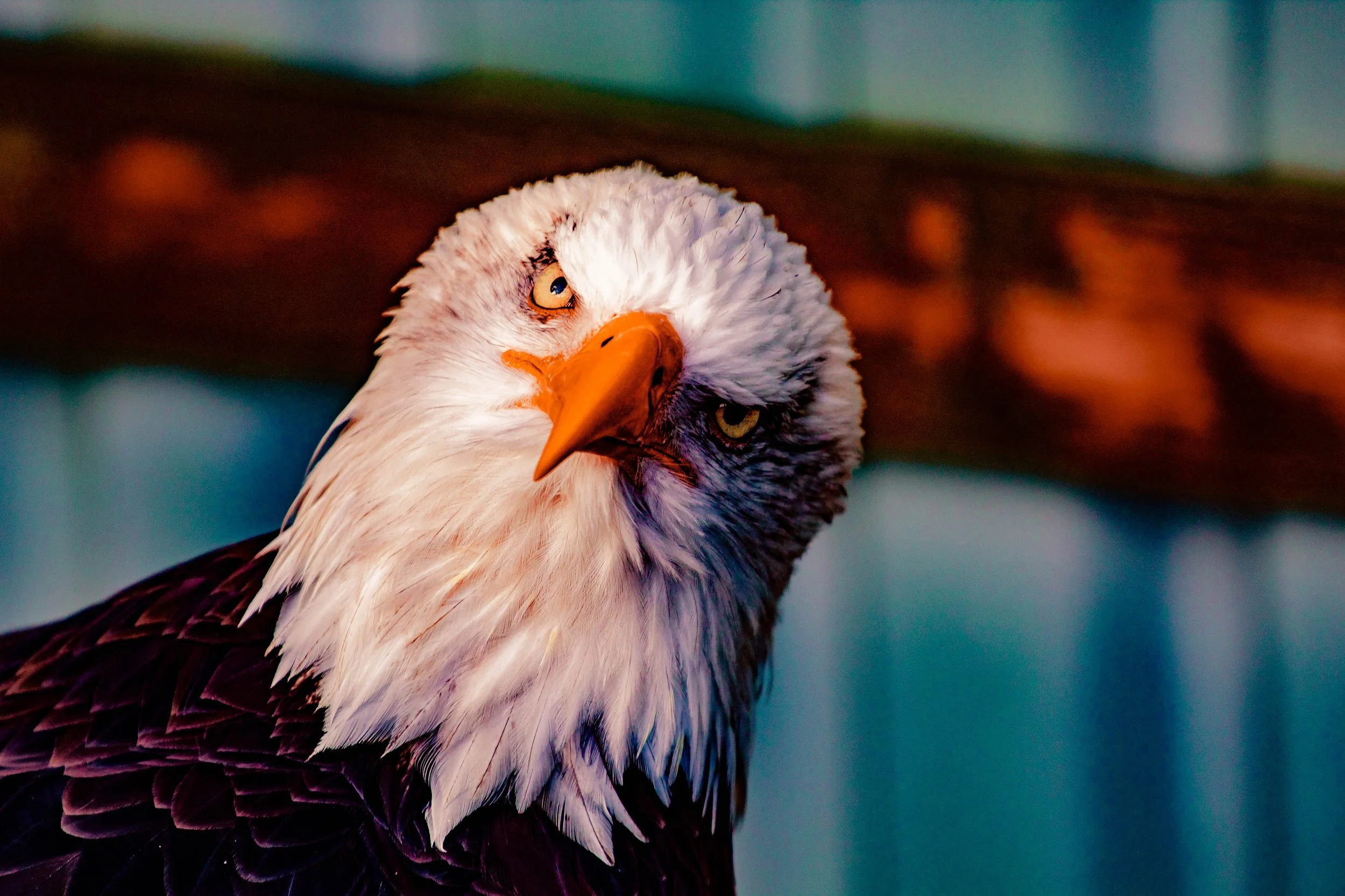 animal-avian-bald-eagle-1200854.jpg