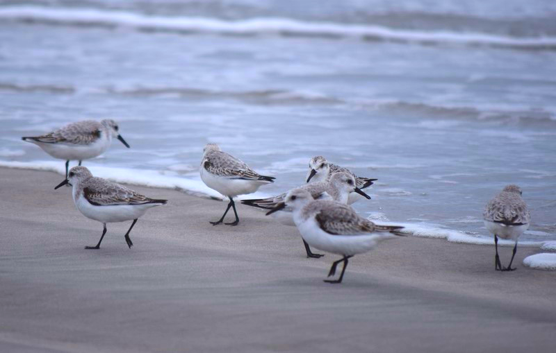 Delaware Bay shorebirds. Photo Credit: Chris Neff