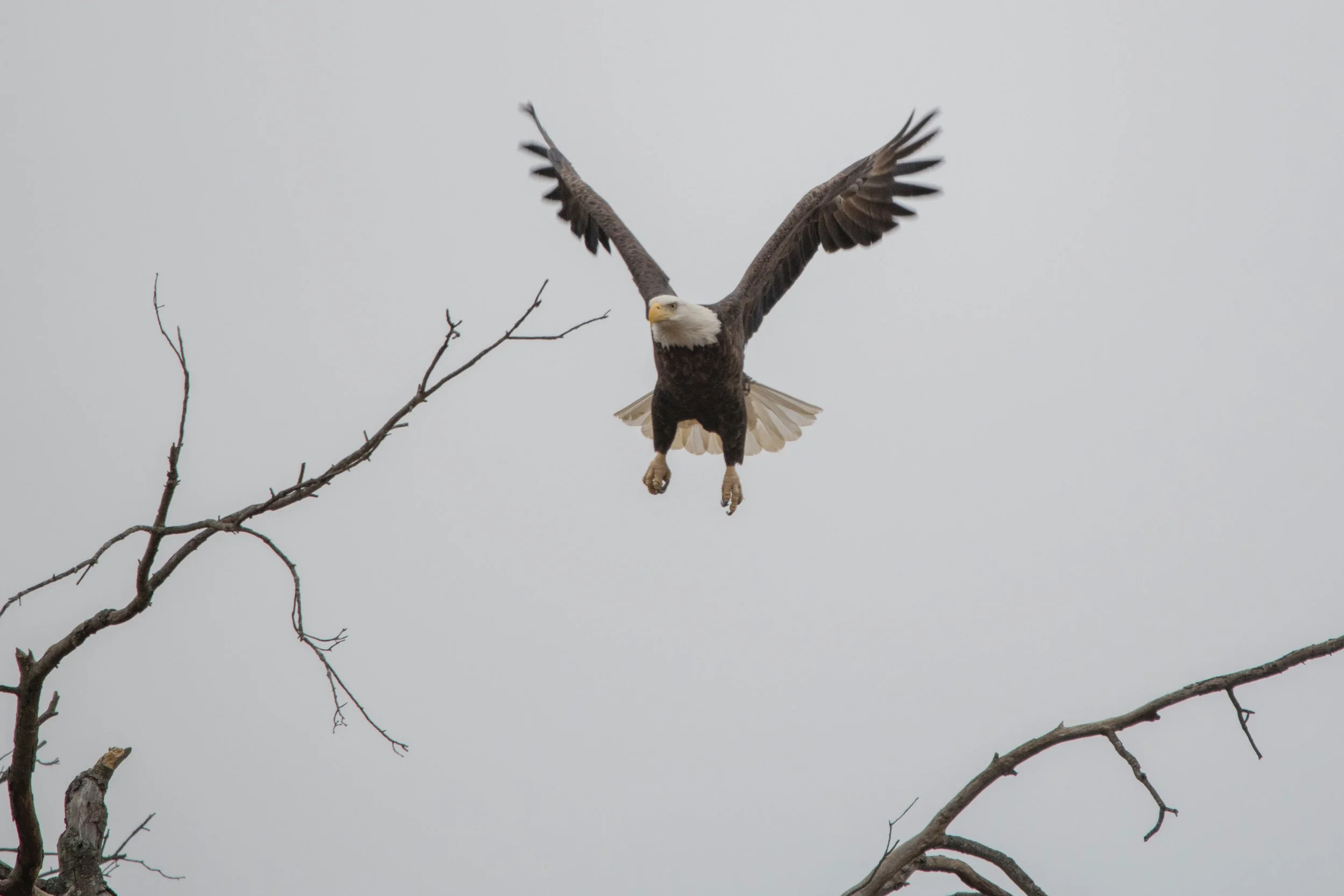 animal-bald-eagle-bird-of-prey-762491.jpg