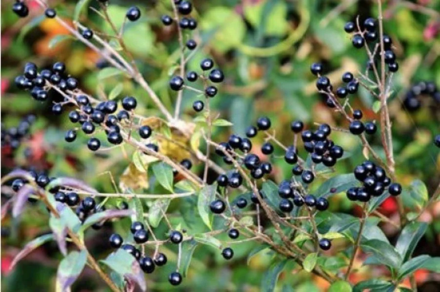 InvasivePlantSpeciesWorkshop.jpg