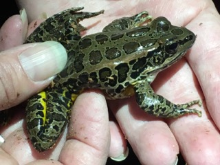 frog2.png
