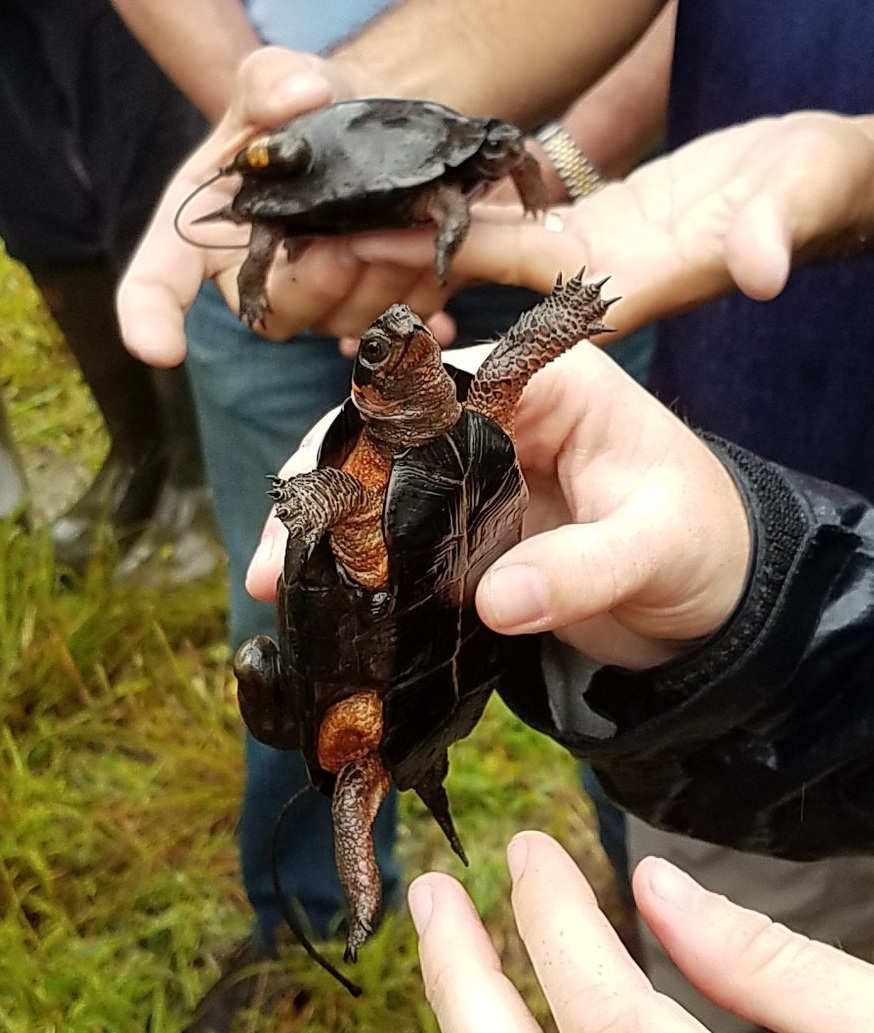 Bog+turtle+-+Rita+Yelda+%283%29.jpg