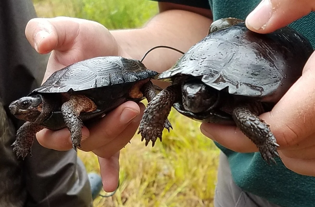 Bog%2Bturtle%2B-%2BRita%2BYelda%2B%25286%2529.jpg