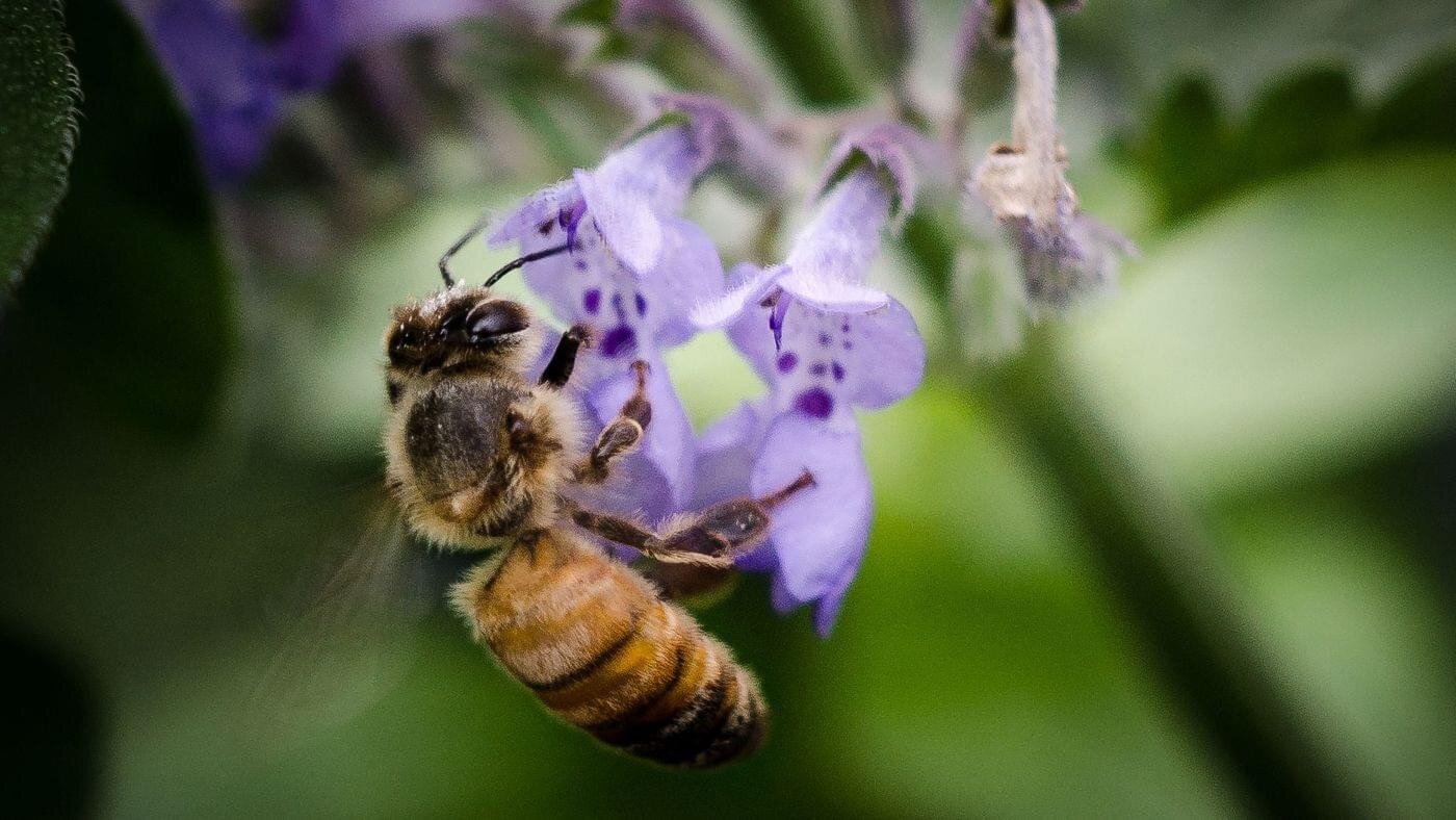 italian-honey-bee.jpg