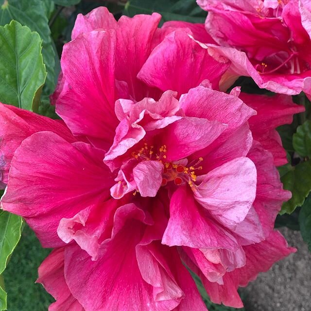 Caught this hibiscus opening one morning in Cabo. 🌺 It woke up like this, just casually looking like a painting. What a way to start the day.