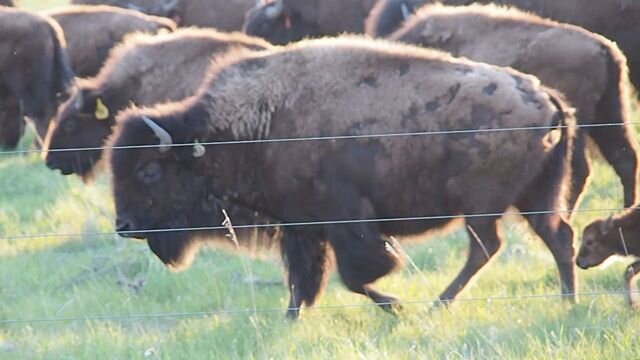 I&rsquo;d like to introduce you to our new neighbors...3 adorable, comparably tiny baby bison! (You can see all 3 in the last video) Watching them at sunset is our new favorite activity. #GreenLakeWI #wherethebuffaloroam