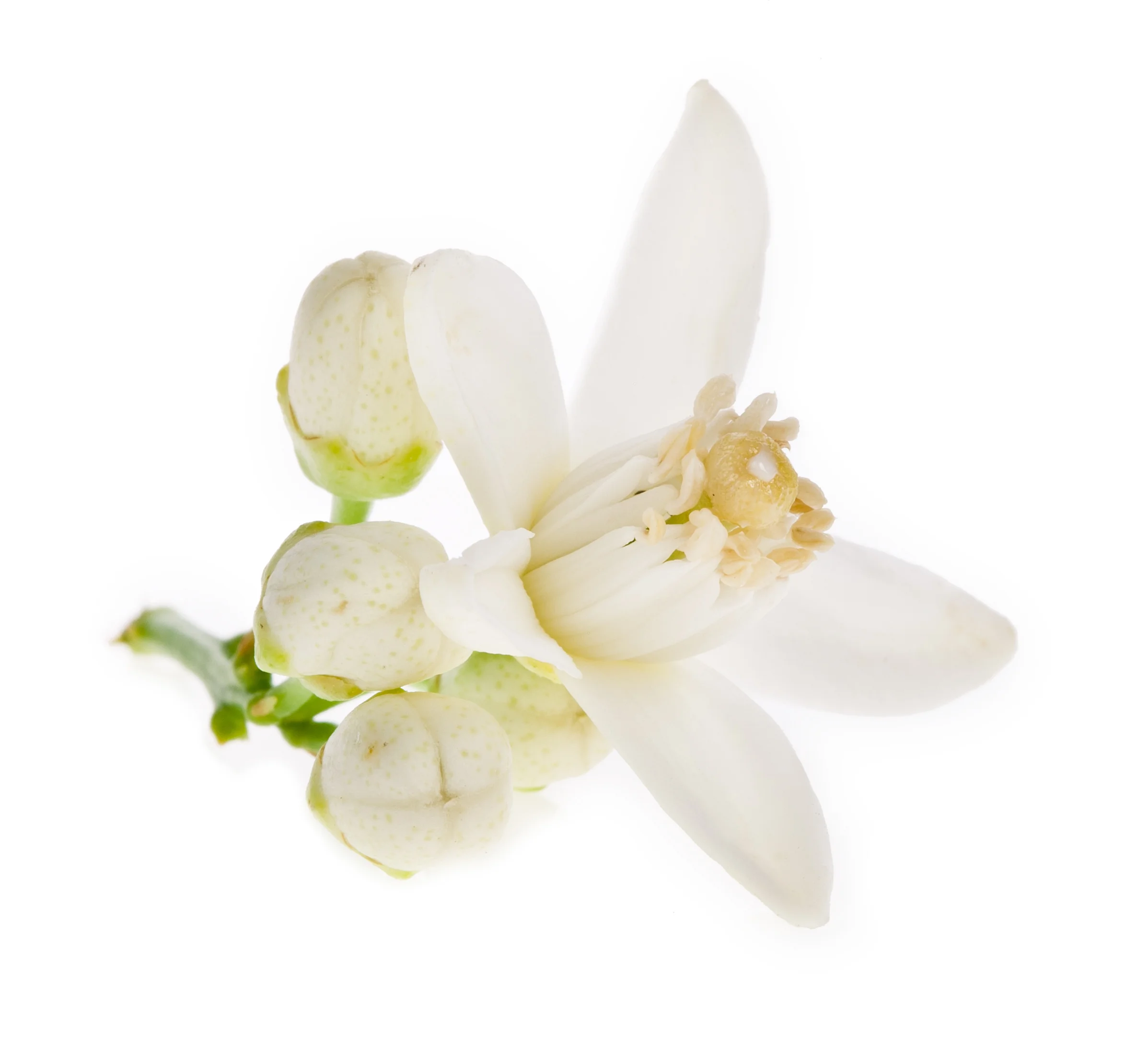 shutterstock_101210137.jpg
