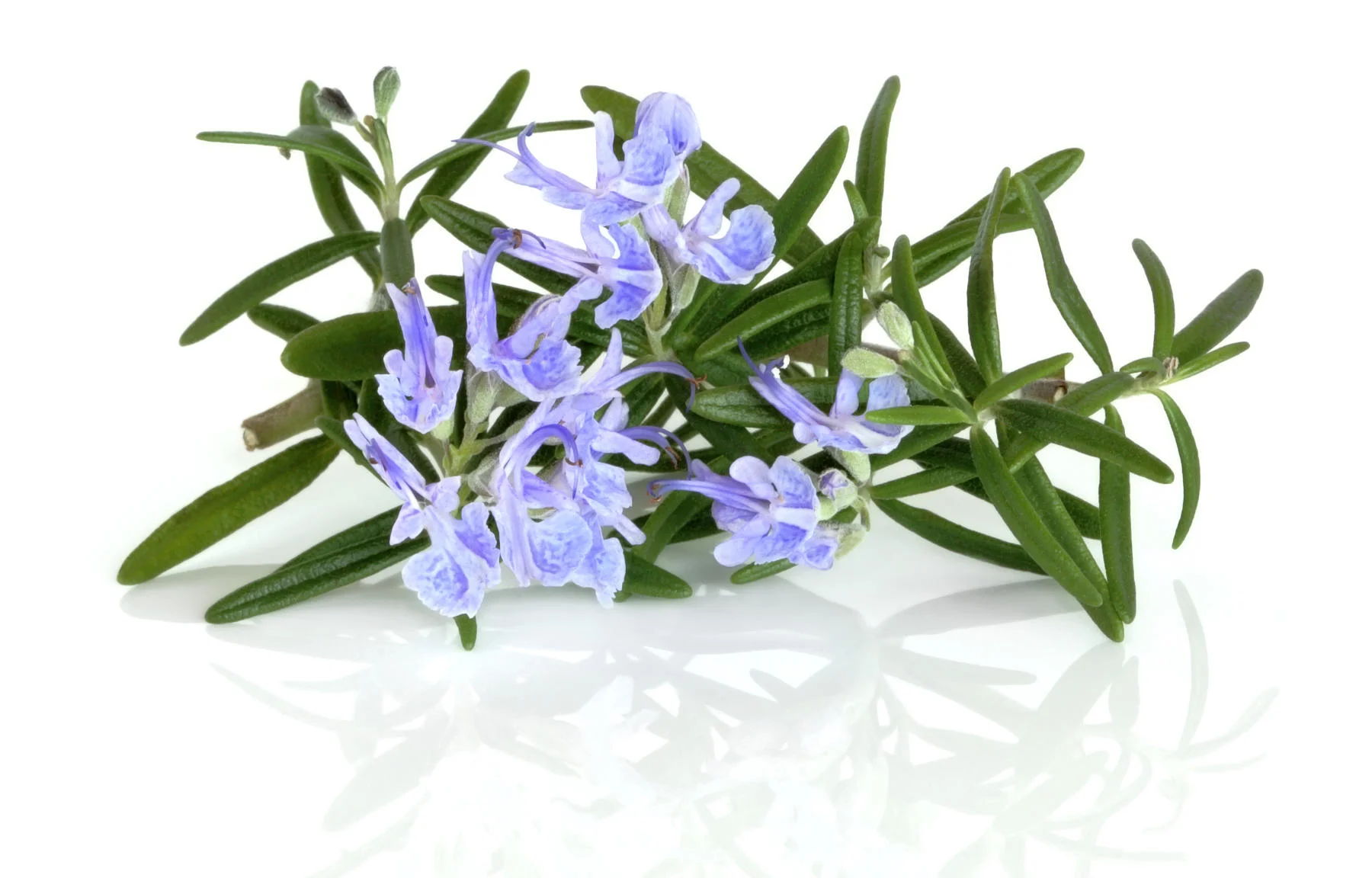 rosemary-header-cropped.jpg