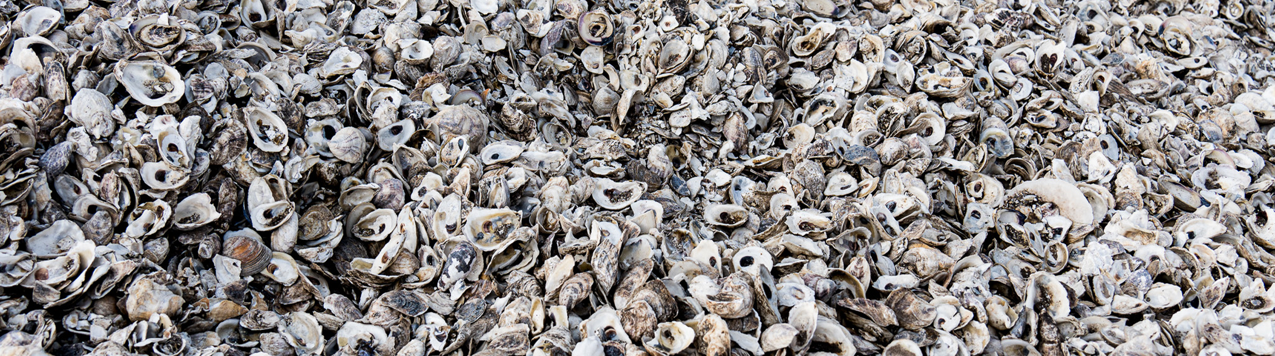 Shells.png