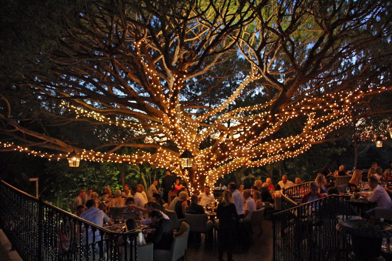parilla tree.jpg