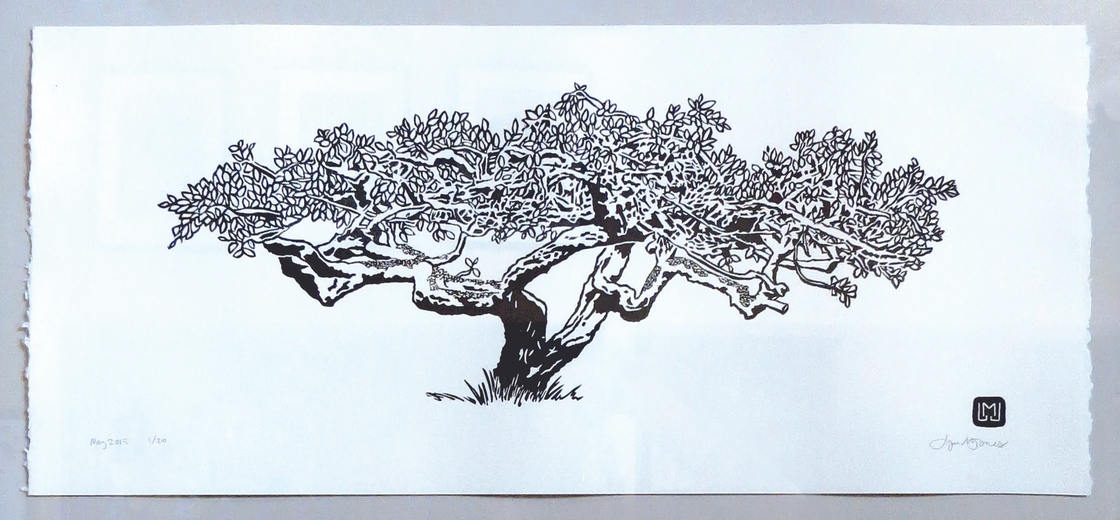 Fern Cottage Plum Tree, 2015