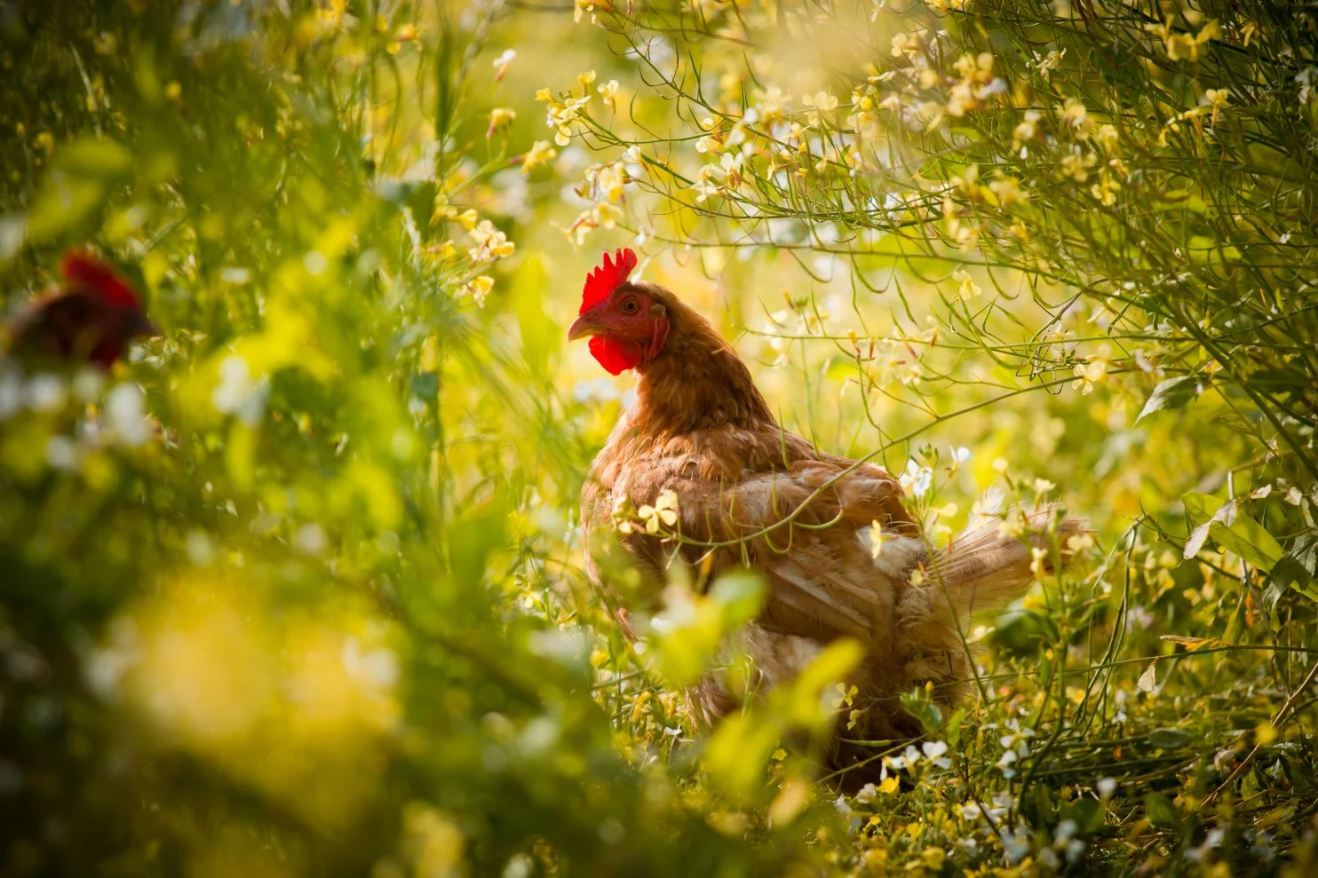 Hens that lay eggs for Vital Farms, like these birds at RedHill Farms in California, spend most of their day outdoors and are allotted an average 108 square feet of outdoor space. (Dan Brooks/From Vital Farms)