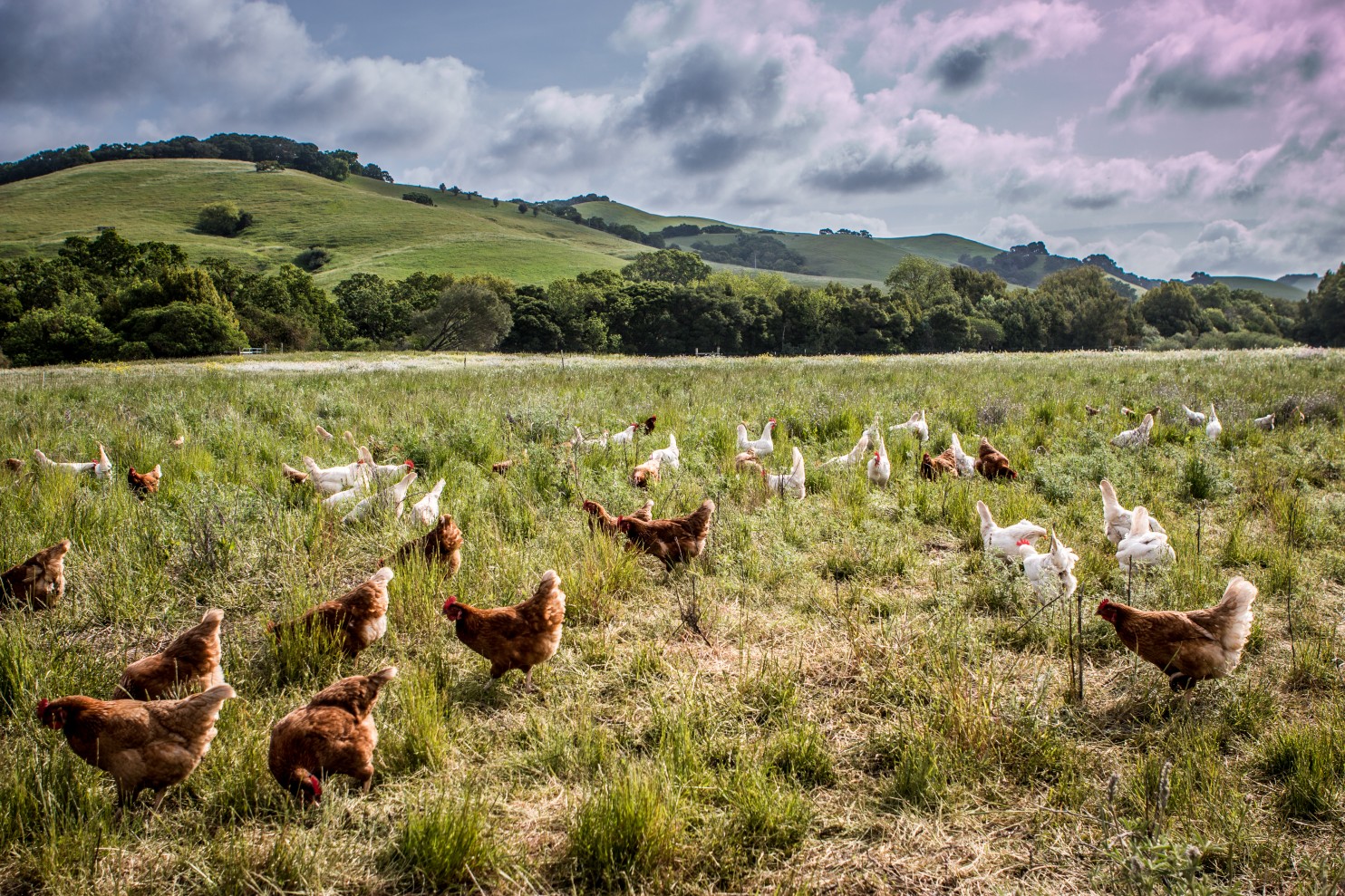 Chickens have freedom to roam at RedHill Farms in West Marin County, Calif. Their eggs are sold to Austin-based Vital Farms, which produces 1.5 million pasture-raised organic eggs every week. (Dan Brooks/From Vital Farms
