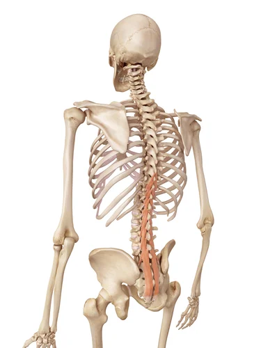 Avoid Lower Back Pain